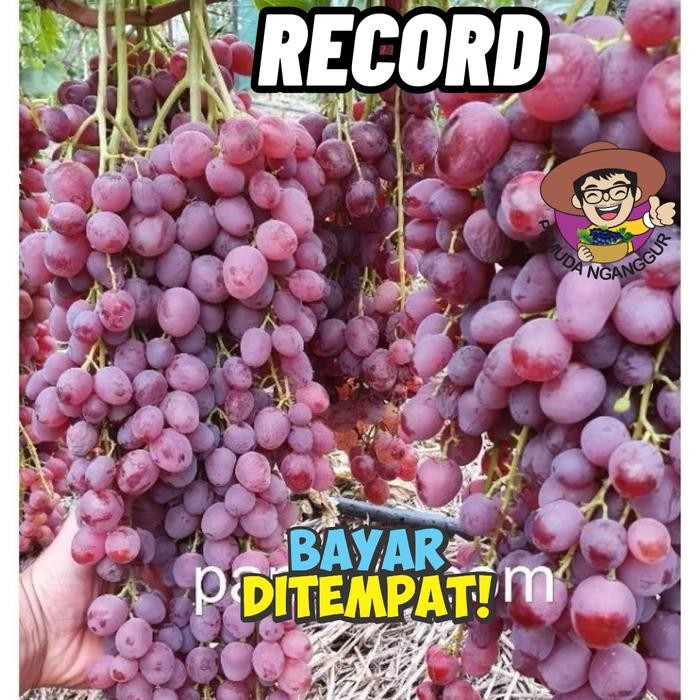 

Bibit Anggur Import Record Manis Mudah Berbuah Beraroma