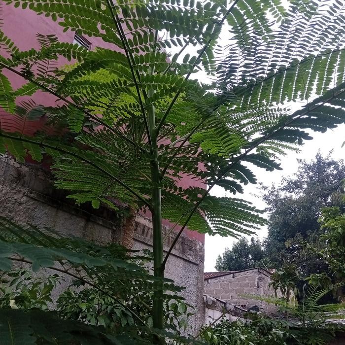 

pohon solobium pakis brazil 2 meter