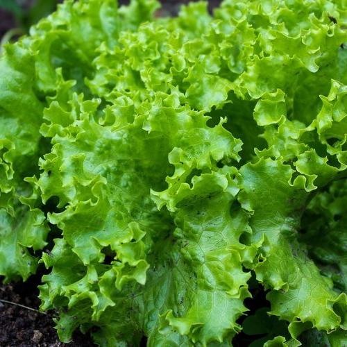 

Promo Ab Mix Nutrisi Hidroponik Goodplant 5 Liter Sayuran Daun / Sayuran Buah / Umbi / Bunga Sale