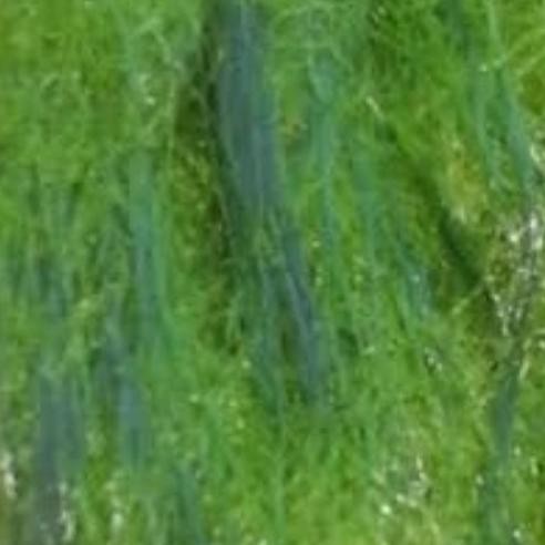 PJS lumut hidup umpan pancing lumut hijau lumut pancing pasti dapat