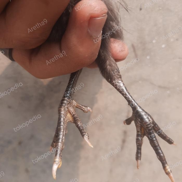 DOC BEKICEM 1 BULANAN BEKISAR CEMANI