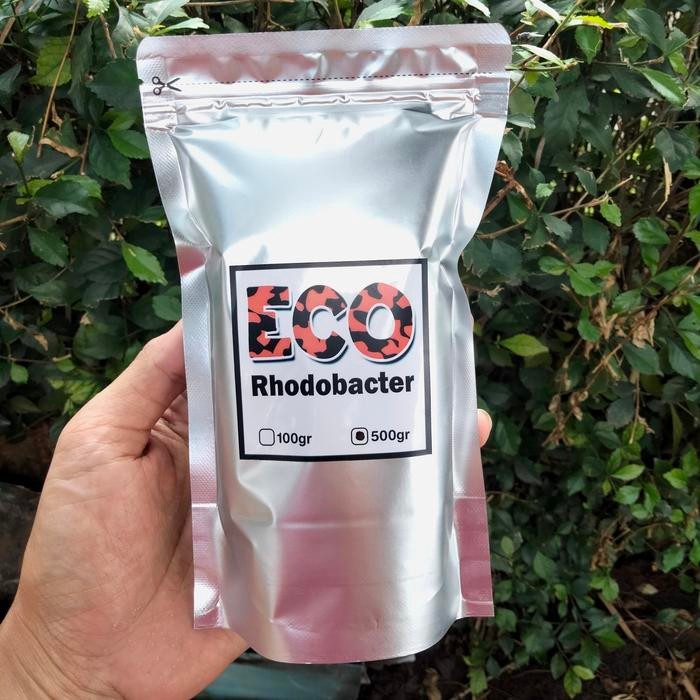 RHODOBACTER BAKTERI OXYGENIC PROBIOTIK KOLAM IKAN