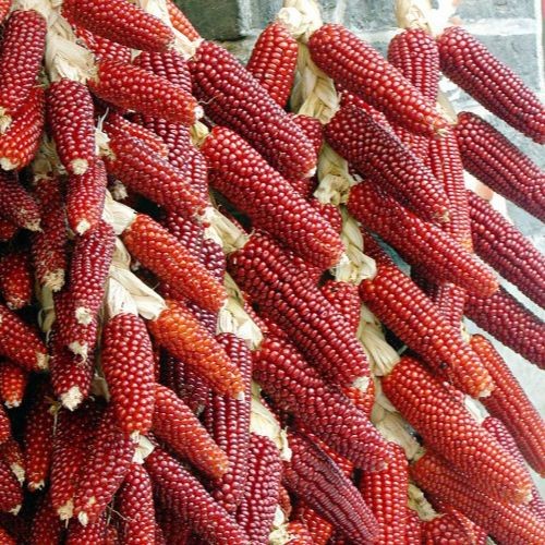 Flash Sale - 50 Bibit Benih Jagung Kristal Merah