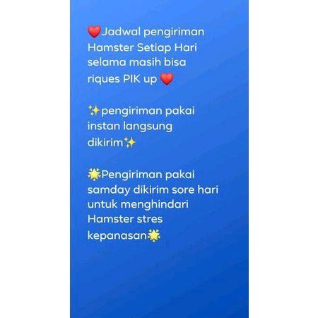 t00e- Hamster Winter White Indukan,Hamil