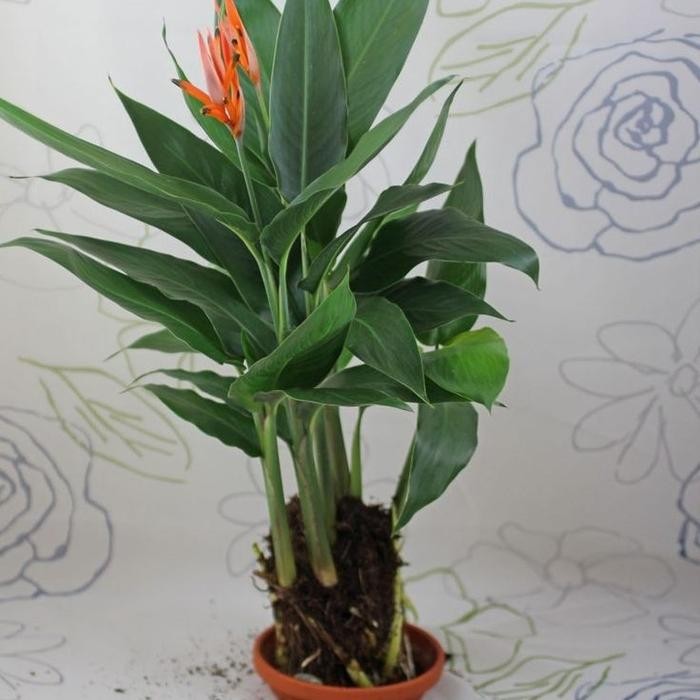 [ PAKET (10btg) Heliconia Golden/Heliconia Yellow ]