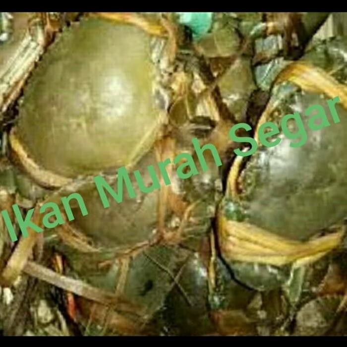 Eat77- Kepiting Segar Kepiting Hidup Isi 6-7 Ekor