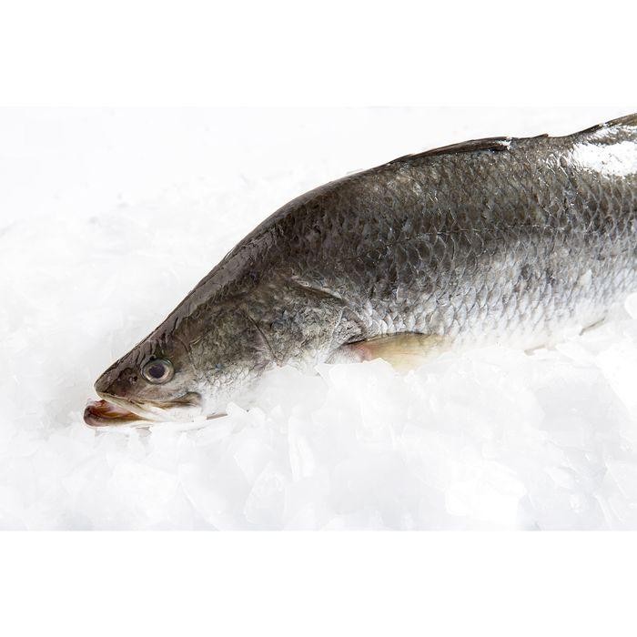 Eat77- Fillet Kakap Putih / Baramundi @1Kg