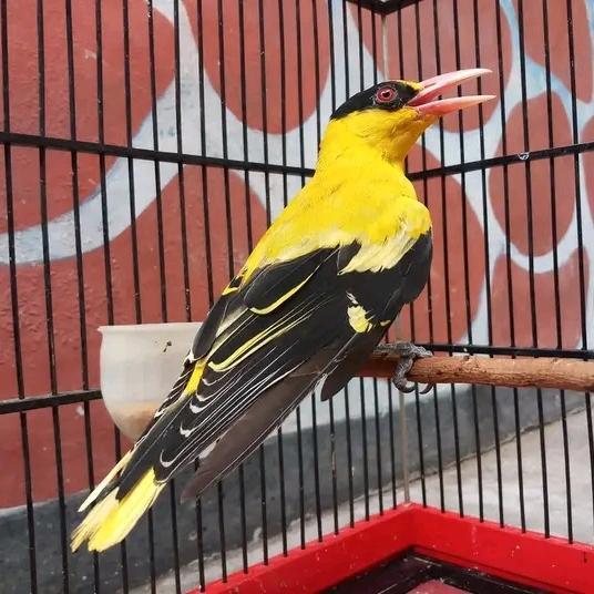 Burung Kepodang Emas Bali Gacor #Gratisongkir