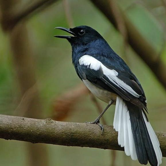 TERBARUUU burung kacer kalimantan bahan pilihan