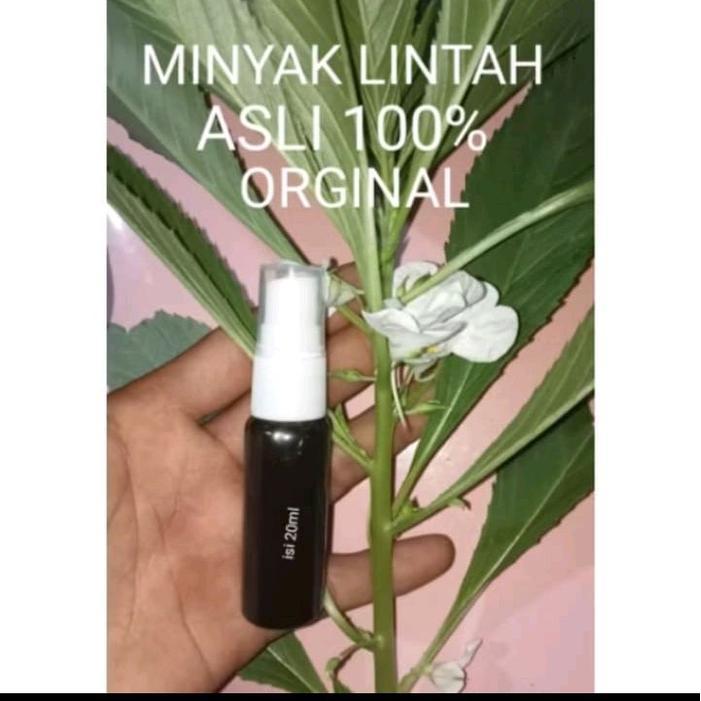 minyak oles asli 100% orginal minyak lintah pria
