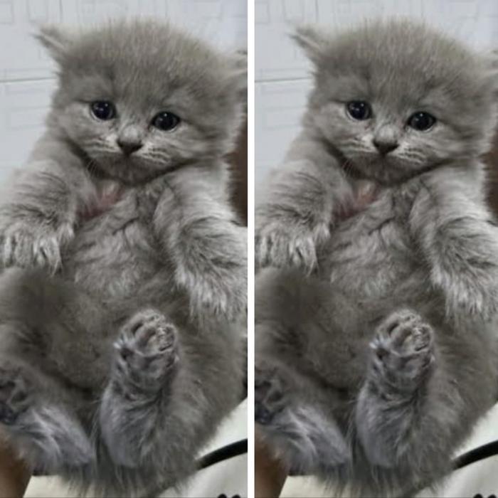 kucing kitten British Supercute