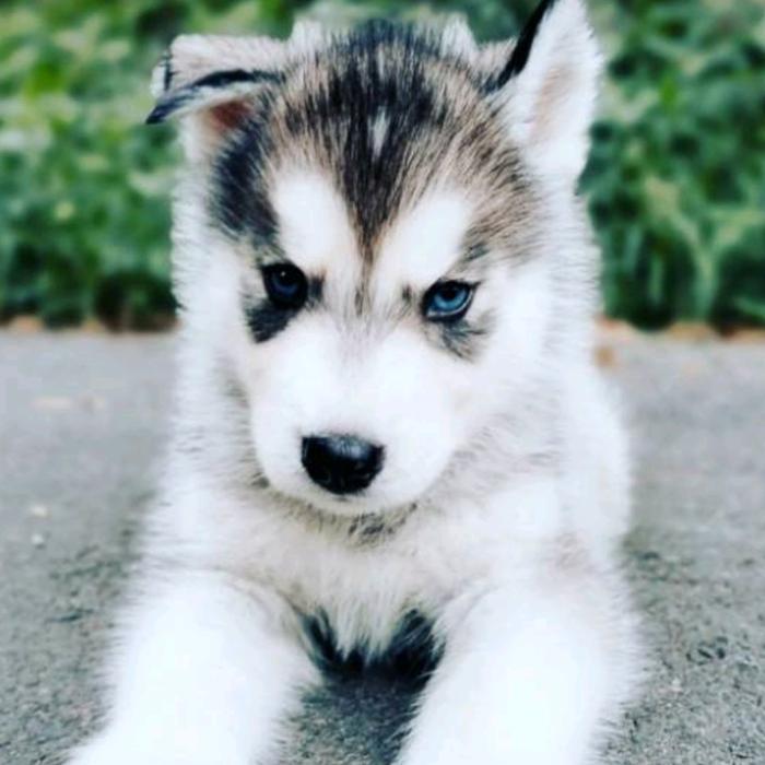 Puppies Siberian Husky