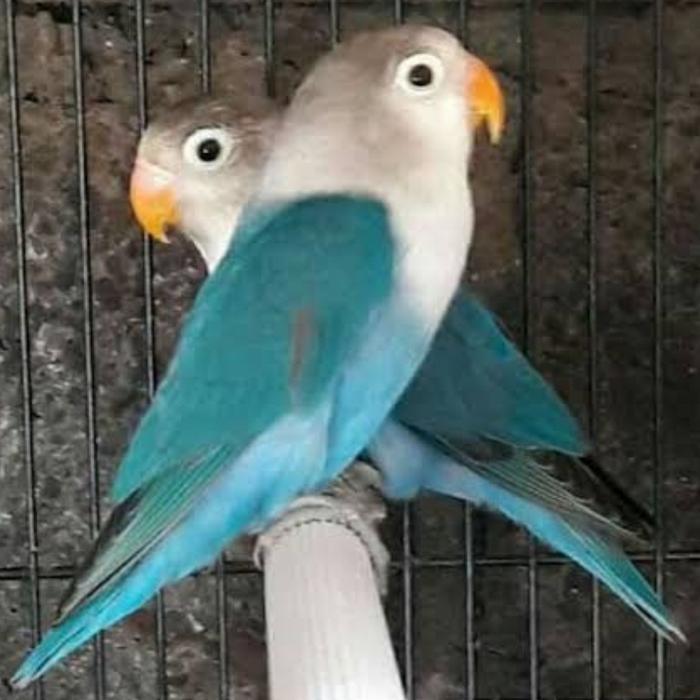 Jayus - Burung Lovebird Cobalt Paud Jantan/Betina