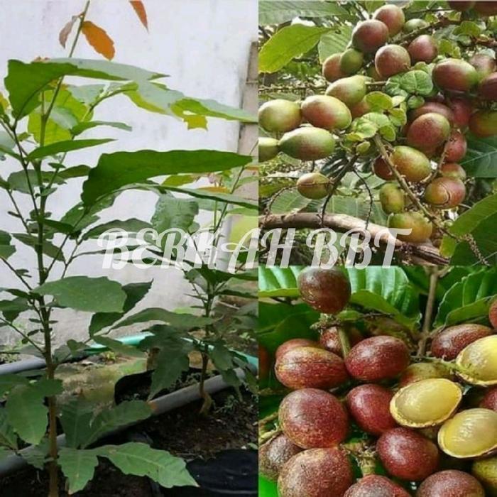 bibit buah matoa madu super