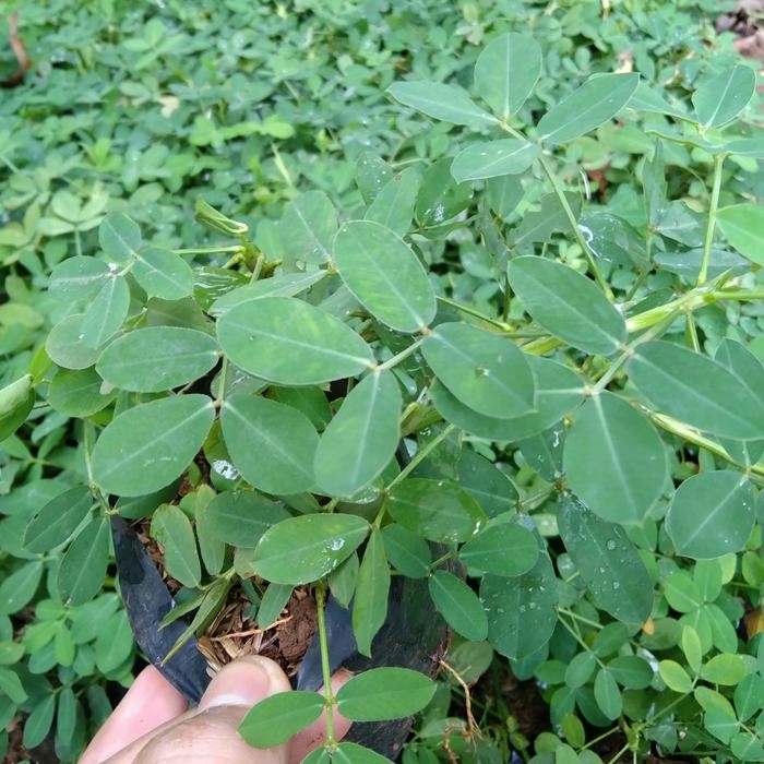 

paket tanaman arachis pintoi / landep 100 polybag