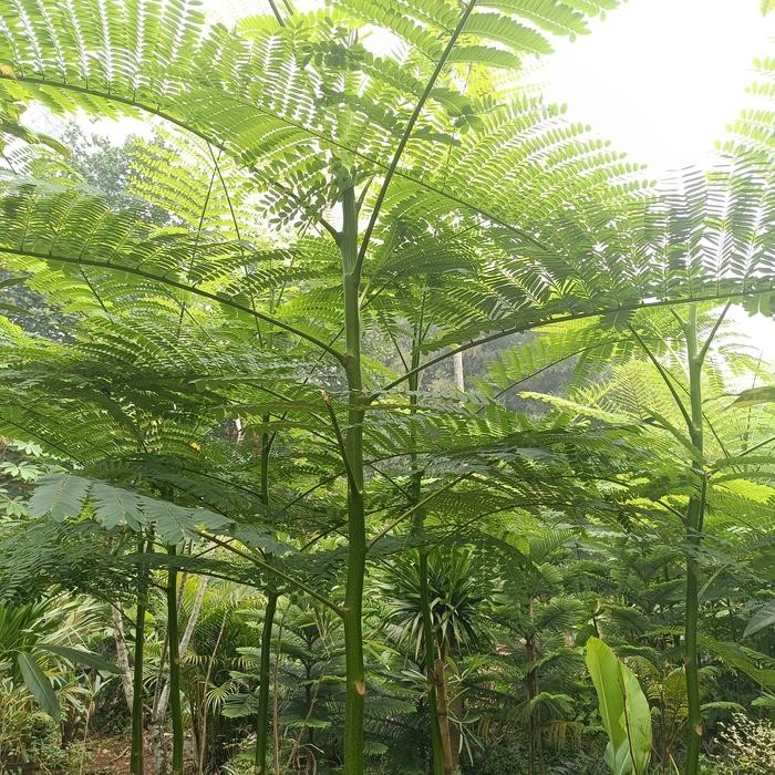 

pohon solobium Brazil (tinggi 2 meter)