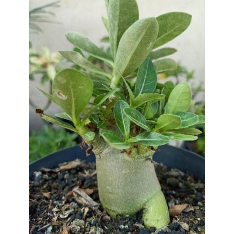SM- Tanaman Hias Adenium Thaisoco Kao Hin Zon (KHZ)