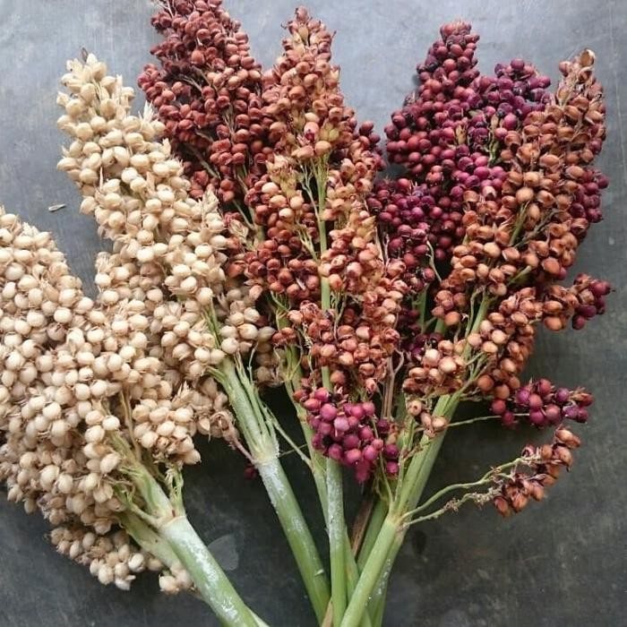 GRATIS ONGKIR sorgum Numbu putih