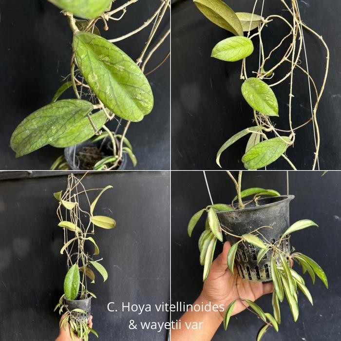 HEMAT Hoya Dischidia Rimbun Tanaman hias gantung murah