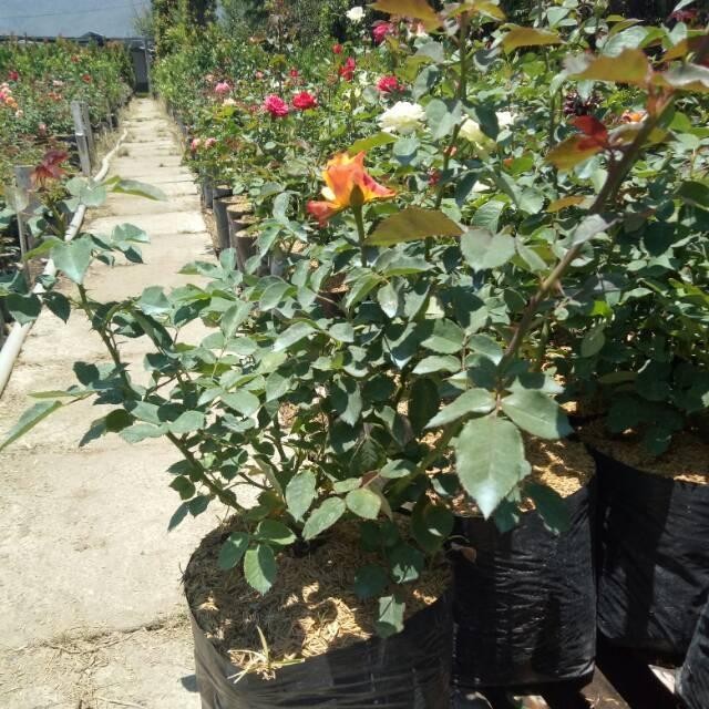 tanaman hias mawar holland indukan