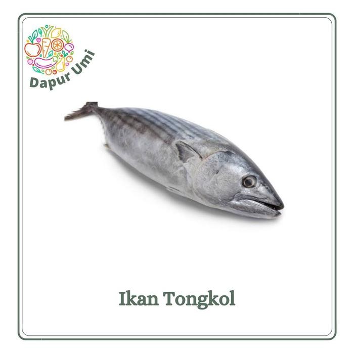 

Pilihan- Ikan Tongkol Asin - Ikan Fresh Purwakarta