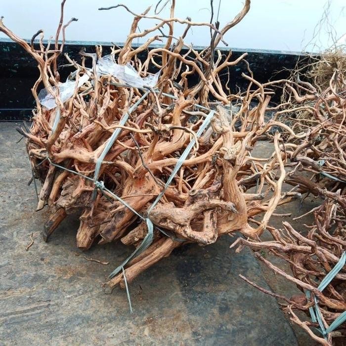 Akar Kayu Rasamala Aquascape