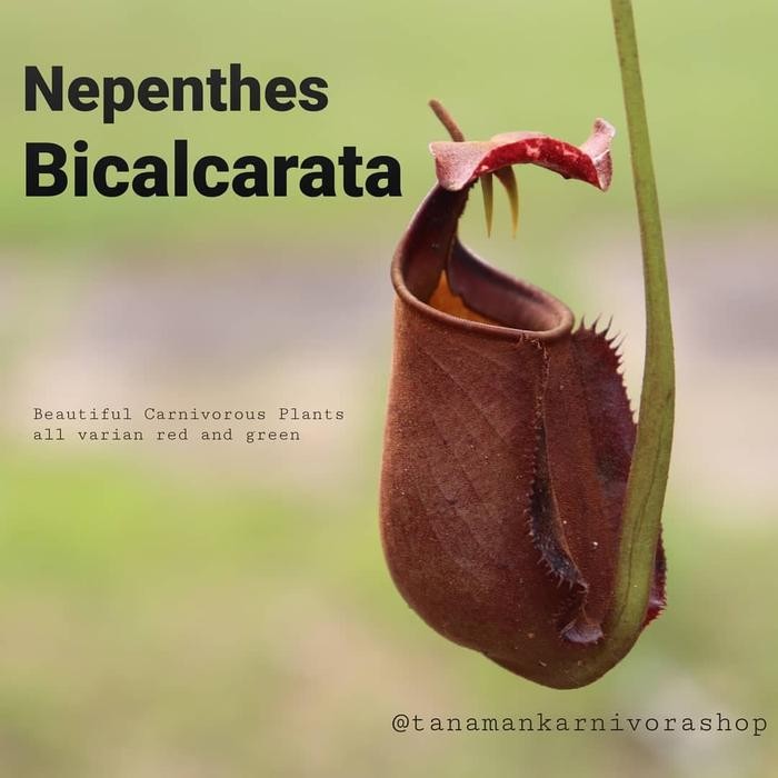 ORIGINAL Nepenthes Bicalcarata Taan Karnivora Kantong Semar ( Taan s ) READY STOCK