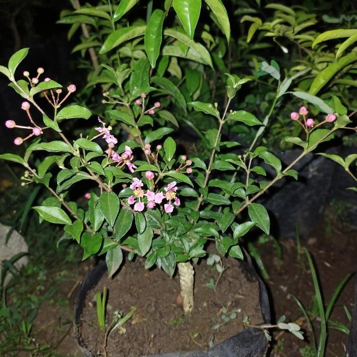 [ bibit /bahan bonsai sakura mikro ]