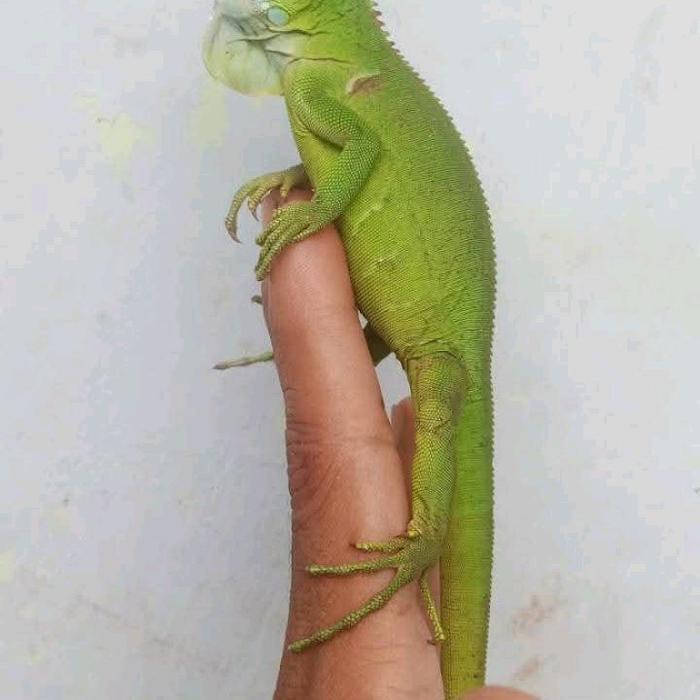 baby green iguana 30cm colombia ph albino indukan albino x albino