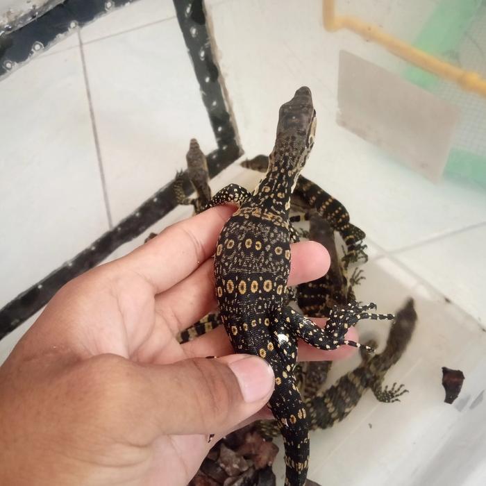 Varanus Salvator Baby