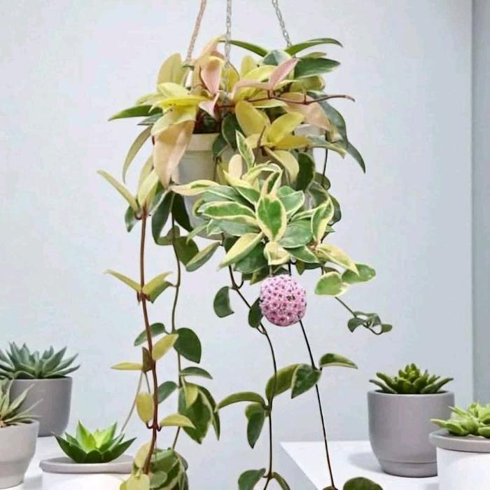 Tanaman Hias Bibit Bunga Hoya Cornosa Three Color dengan Daun Tebal Mengkilap dan Bunga Berbentuk