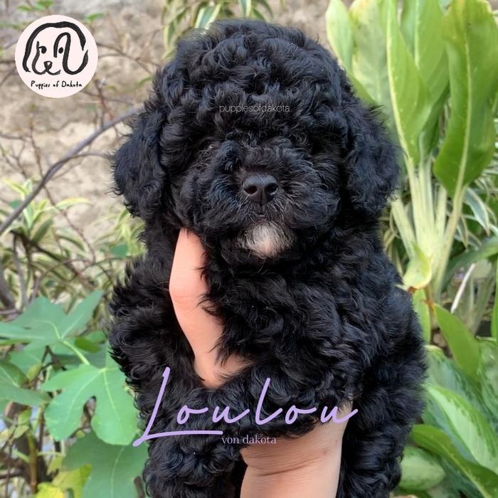 anjing poodle betina hitam murah fluffy induk red bapak silver