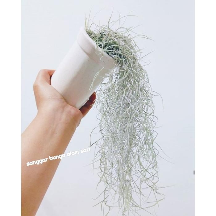 

TANAMAN HIAS JENGGOT MUSA PANJANAG 30 - 35 CM