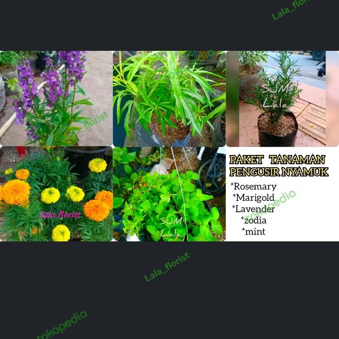 

paket hemat 5 tanaman pengusir nyamuk / tanaman usir nyamuk