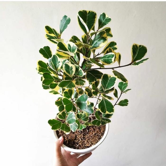 

tanaman hias ficus triangularis varigata+pot tawon