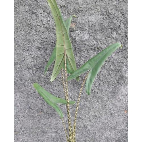 OBRAL Alocasia trigina or zebrina reticulata