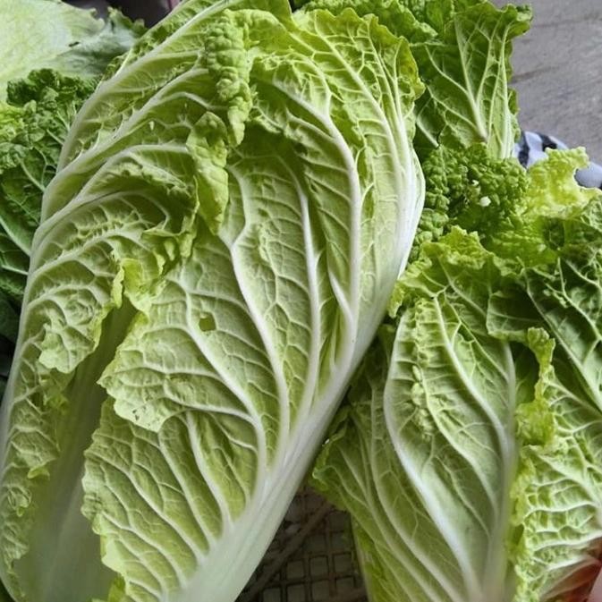 

Pilihan- Sawi Putih - 1Kg