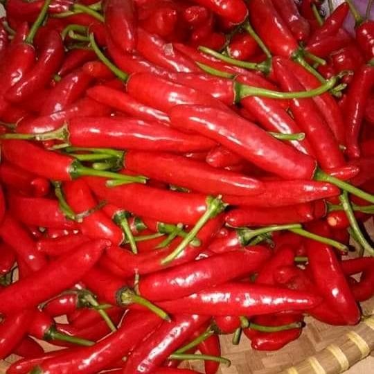 

Pilihan- Cabe Merah Gde Tw Kualitas Super