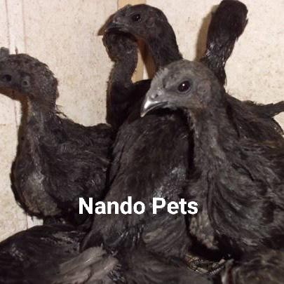 Pilihan- Anakan Ayam Cemani Lidah Hitam