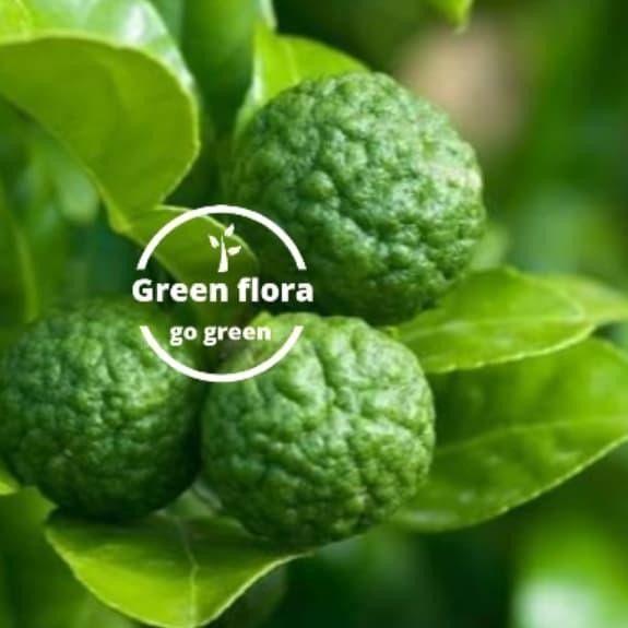 Pohon Jeruk Limo Sudah Berbuah-Bibit Pohon Jeruk Limau Berbuah