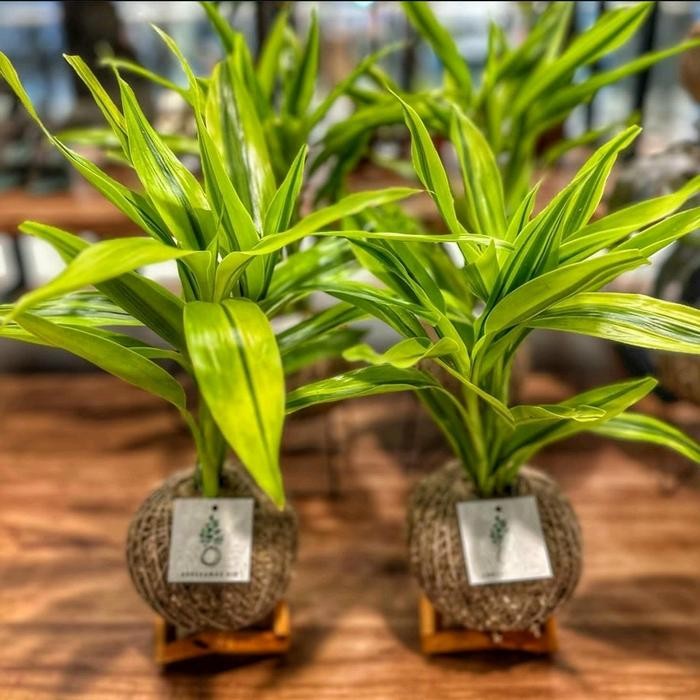 tanaman hias sri rejeki bambu hoki golden kuning bamboo hoki sri rejeki tanaman air bambu hoki sri