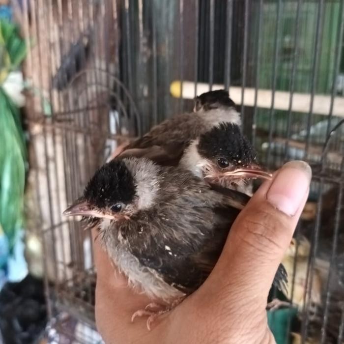 t00e- Anakan Lolohan Burung Kutilang Pilihan