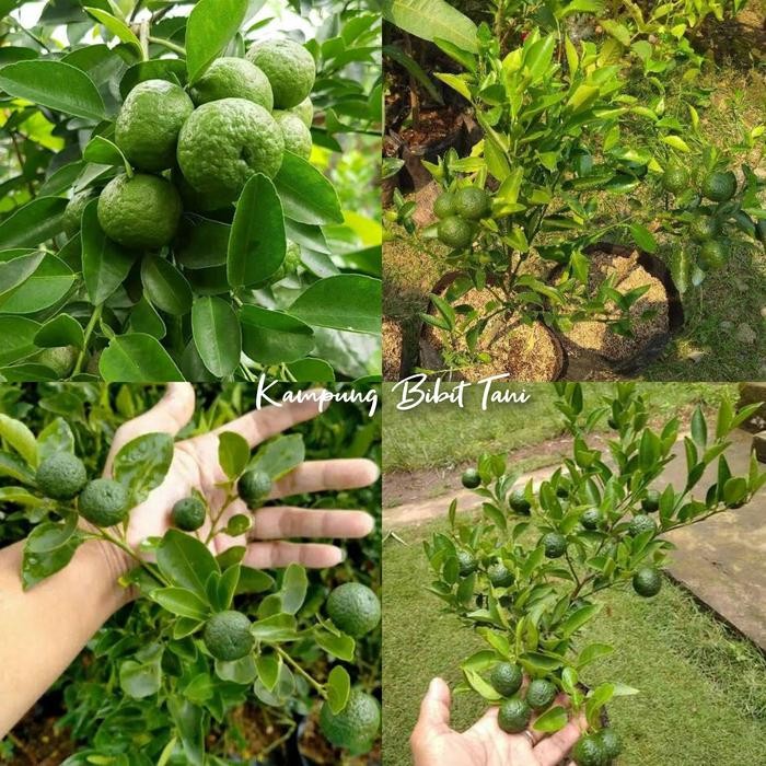 Bibit Jeruk Limau Sudah Berbuah Bibit Jeruk Limo Sambal Sudah Berbuah