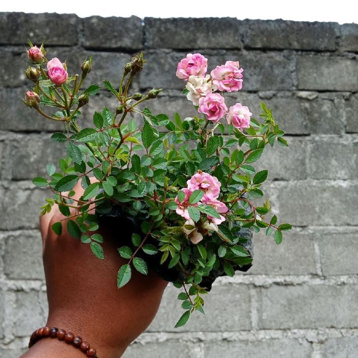 bunga mawar baby rose cantik - tanaman hidup