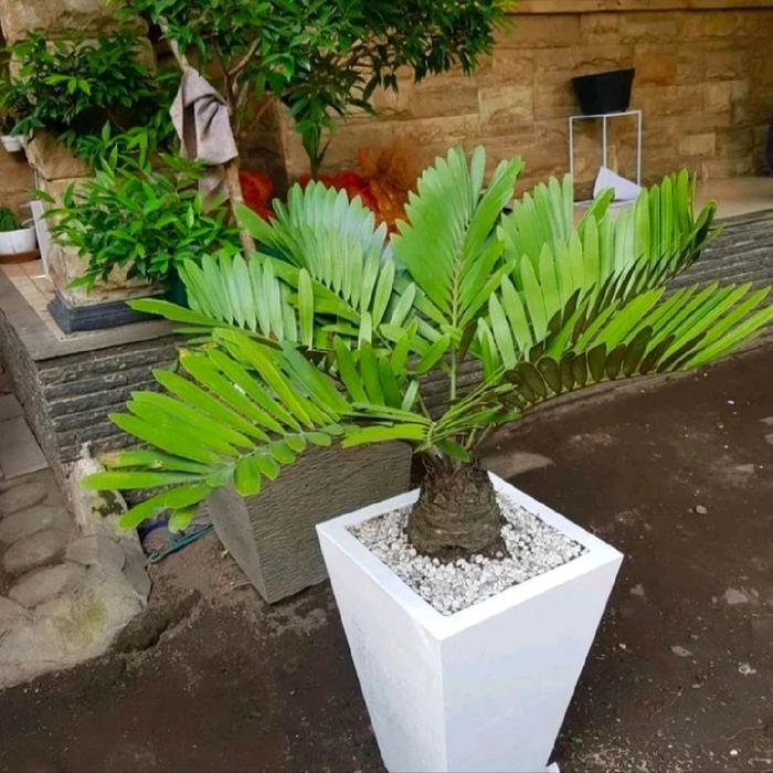 Juwara_Syatu Pohon Zamia Sikas /Tanaman Hias Pohon Zamia Sikas