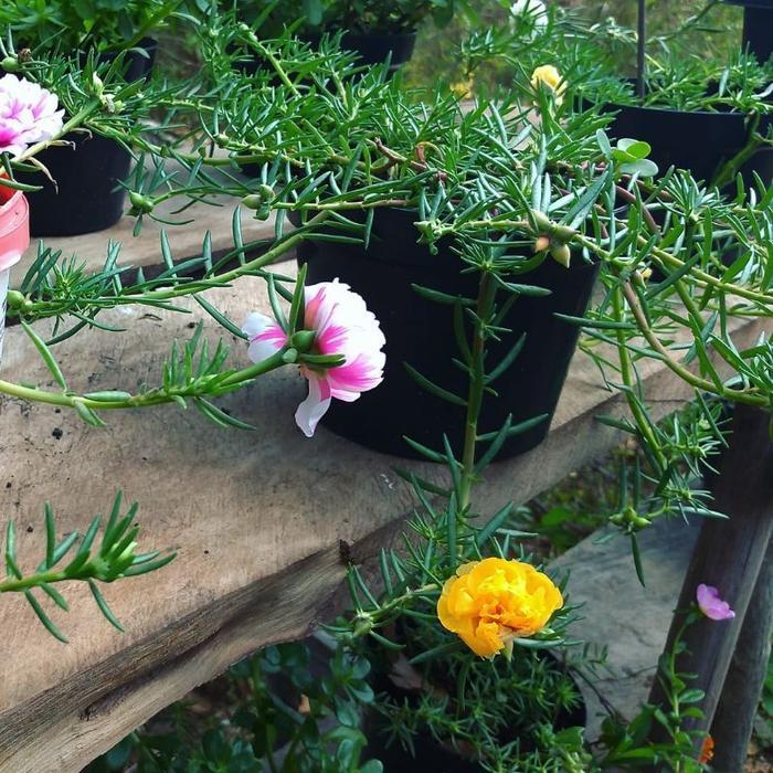 Bunga MOSSROSE KROKOT - Tanaman Hidup Bunga Hias Krokot Mossrose - Krokot Bunga - Krokot Daun