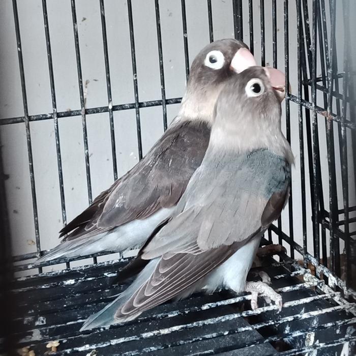 Jayus - Burung Love Bird Lovebird Slaty Hitam Batman
