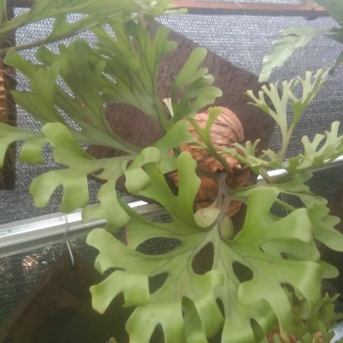 

tanaman hias platycerium ridleyi