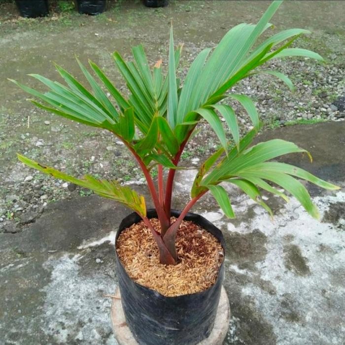 

Tanaman hias palem botol