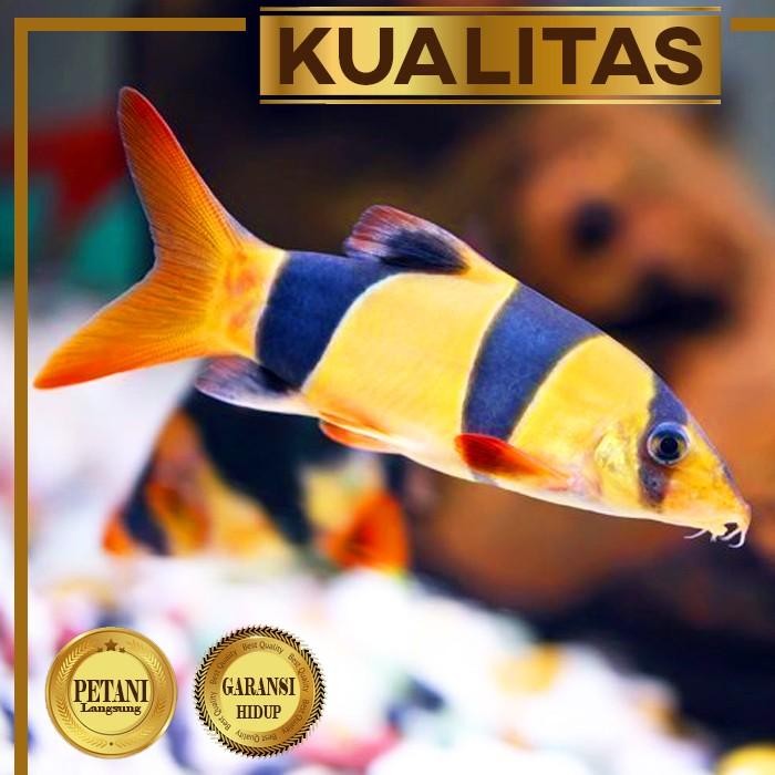 SM- Paket (isi 3) Botia Badut Ikan Hias Aquascape Clown Loach Hiasan Aquarium Tanaman Air Tawar